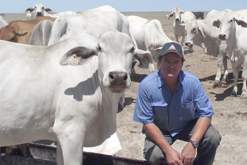A man in a work shirt and cap kneels down amongst some cattle in a paddock.
