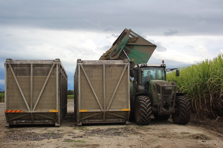 A tractor tipping cane into bins.