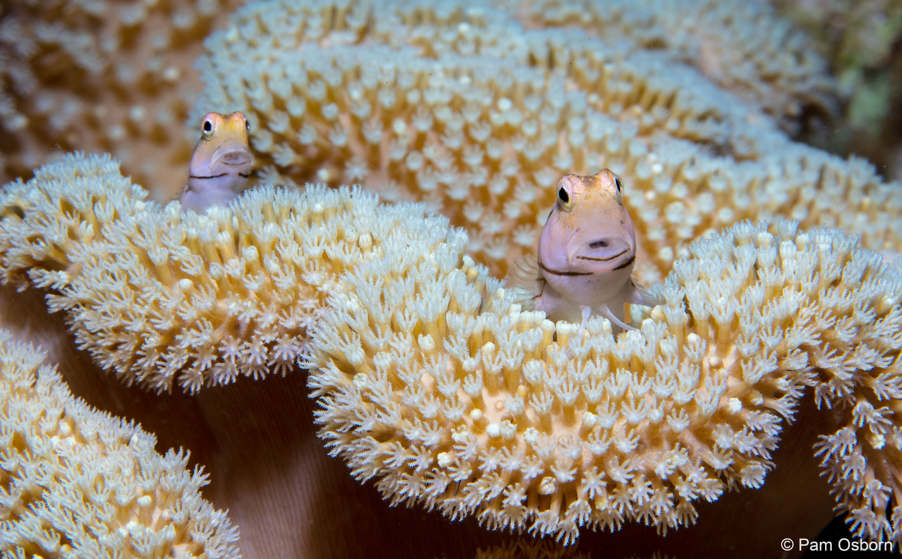 Two yaeyama clown coral blennies pop their heads over some yellowy coral. 