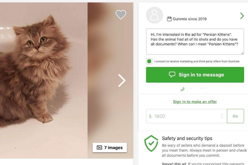 An advertisement of a kitten for sale on the Gumtree website.