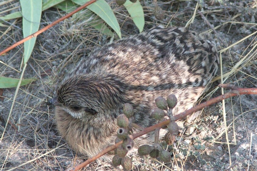 A speckled bird nesting on the ground