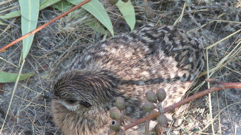 A close up shot of a small bird with fluffy feathers.