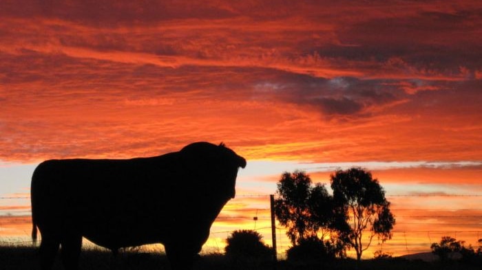 farm cow sunset generic