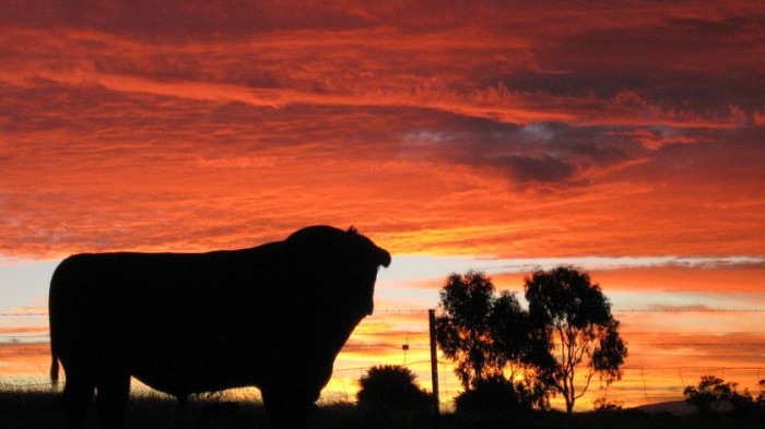 Despite weeks of soaking rains, local beef producers are still battling low prices for fat cattle.