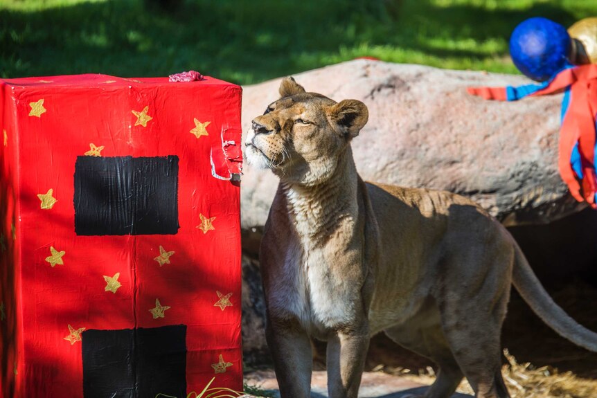 Lionness Shinyanga examines a large red present box in her enclosure.
