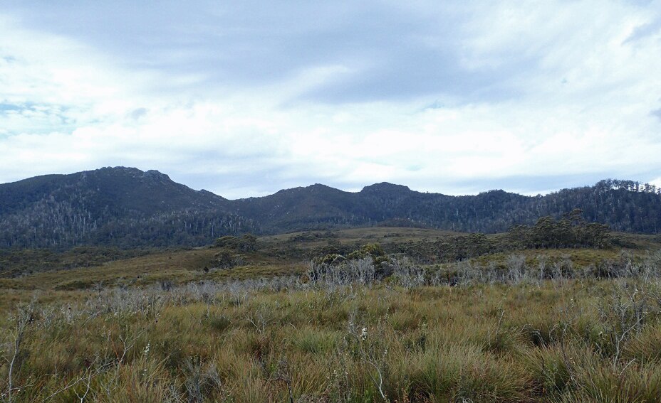 A buttongrass plain with mountains in the distance