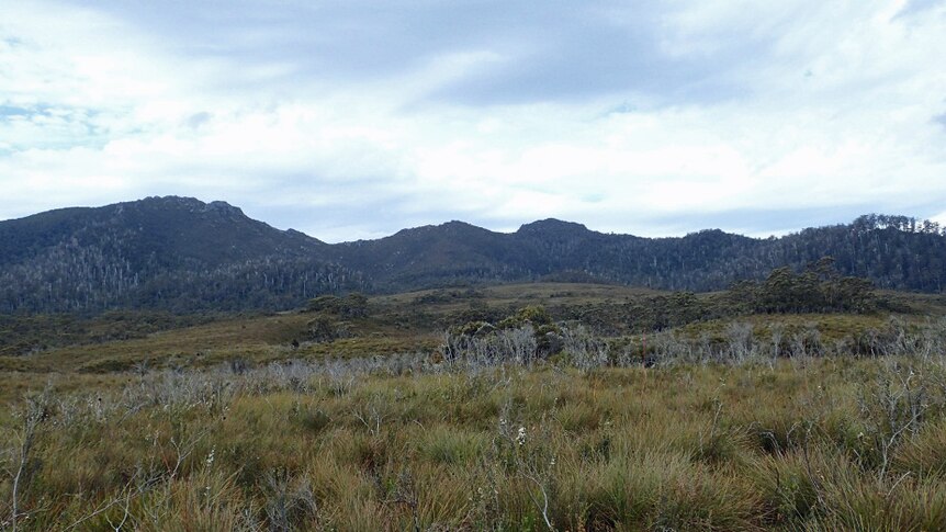 A buttongrass plain with mountains in the distance