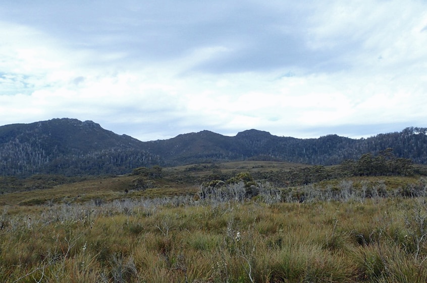 A buttongrass plain with mountains in the distance