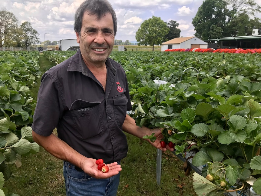 A man holding a handful of strawberries among a thriving crop