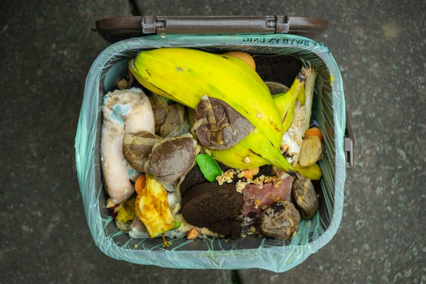 Food scraps for compost