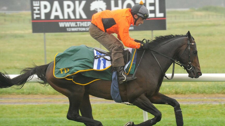 Brown Panther put through his paces at Werribee