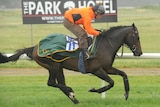 Brown Panther put through his paces at Werribee