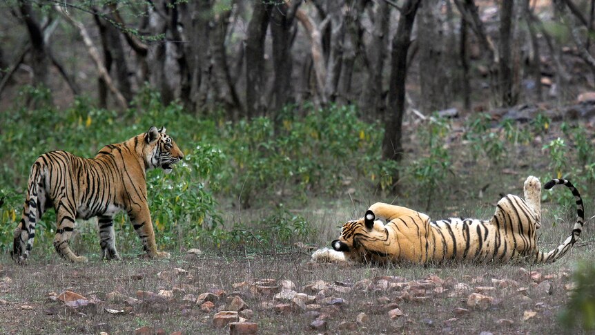 Two tigers, one lying down and one standing, can be seen near bushland at Ranthambore National Park