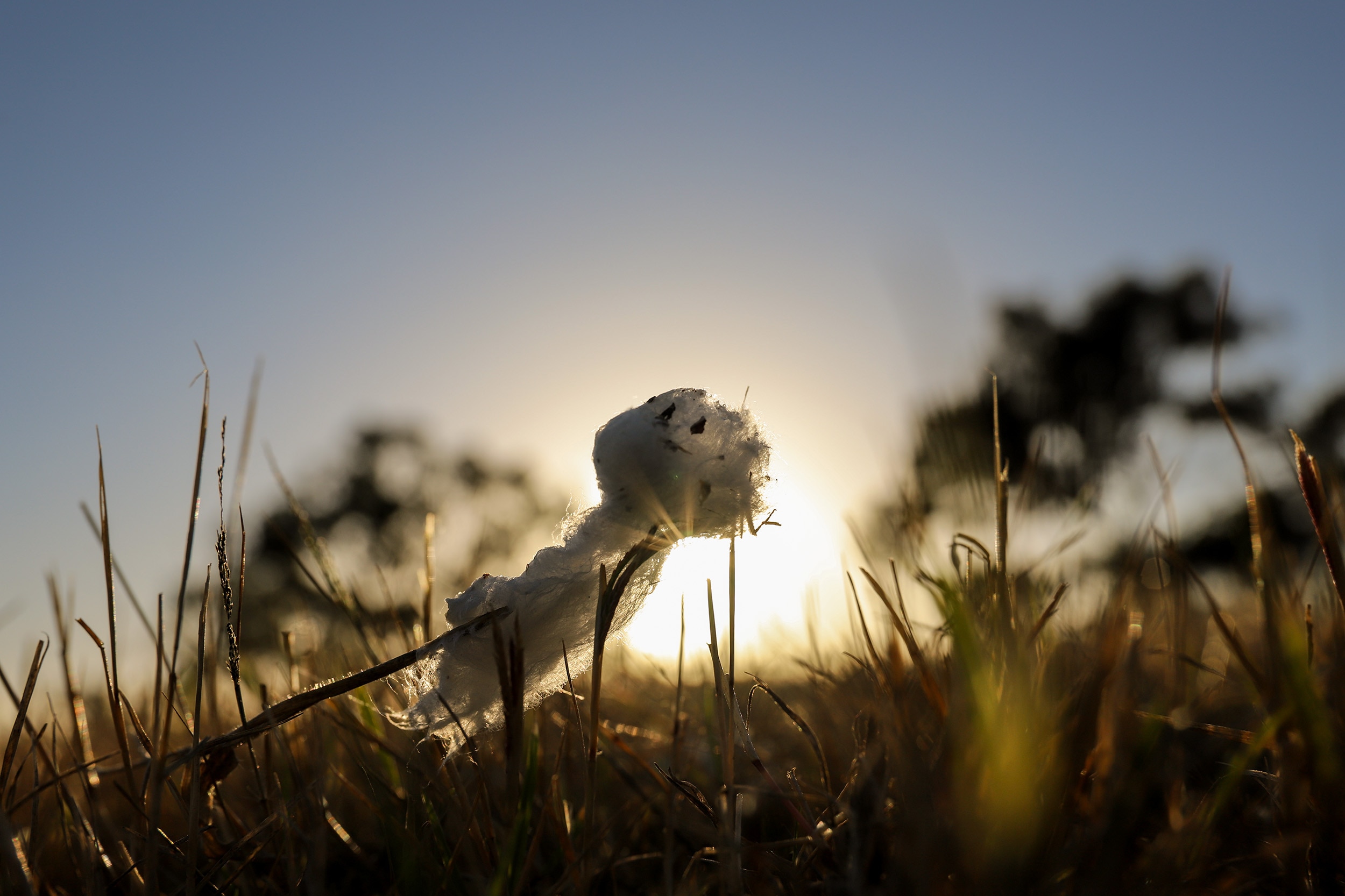 A tuft of cotton nestled on the ground with a sunrise glowing behind under clear skies