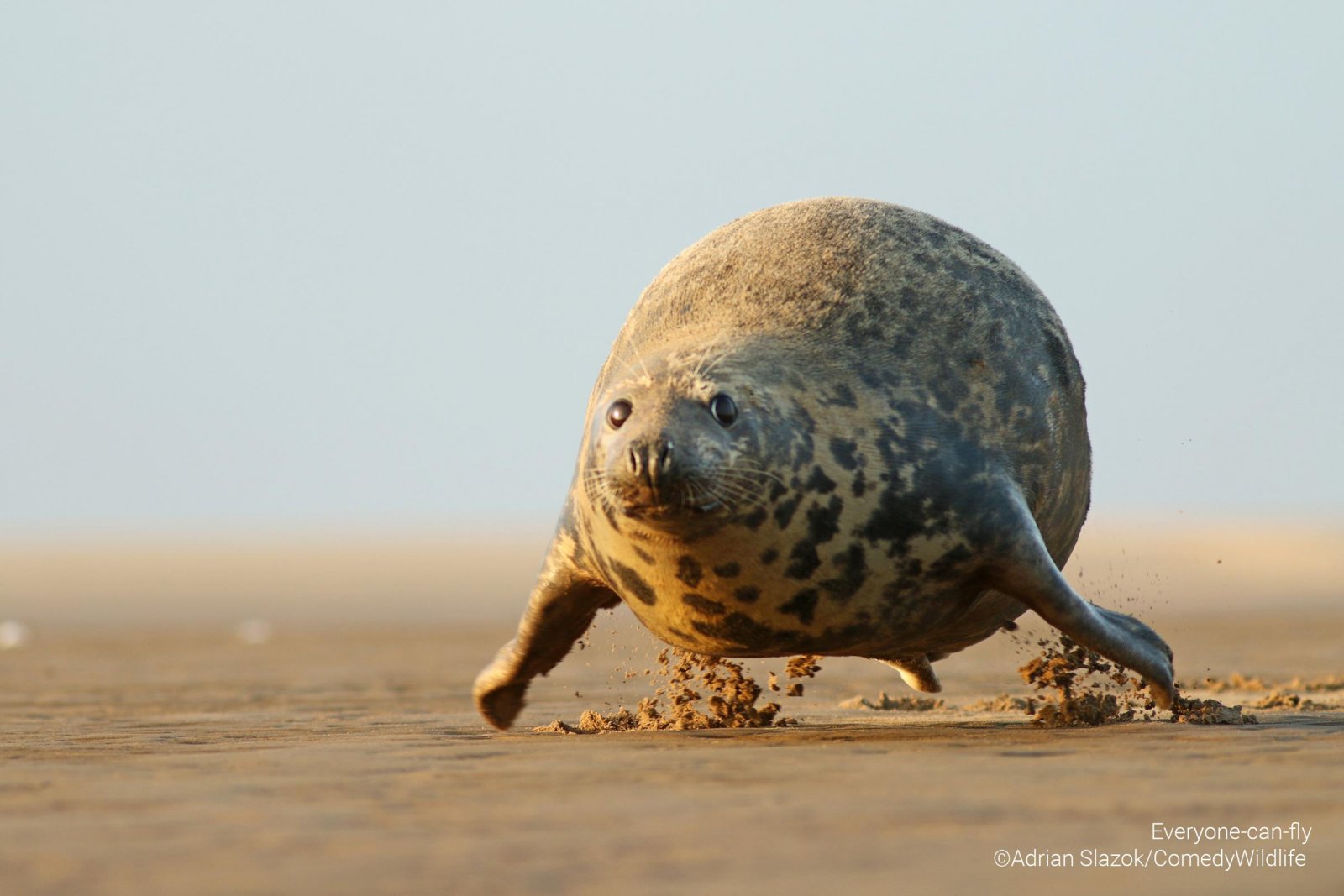 A spotty seal jumping on the sand