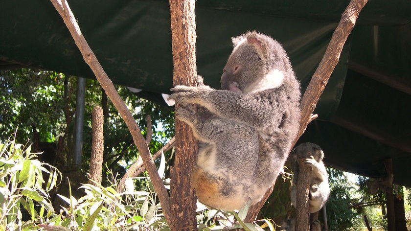 Eight koalas were seized in February.