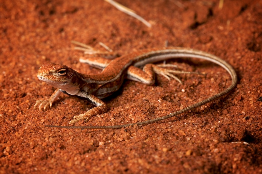 A reddish-orange lizard in the sand 