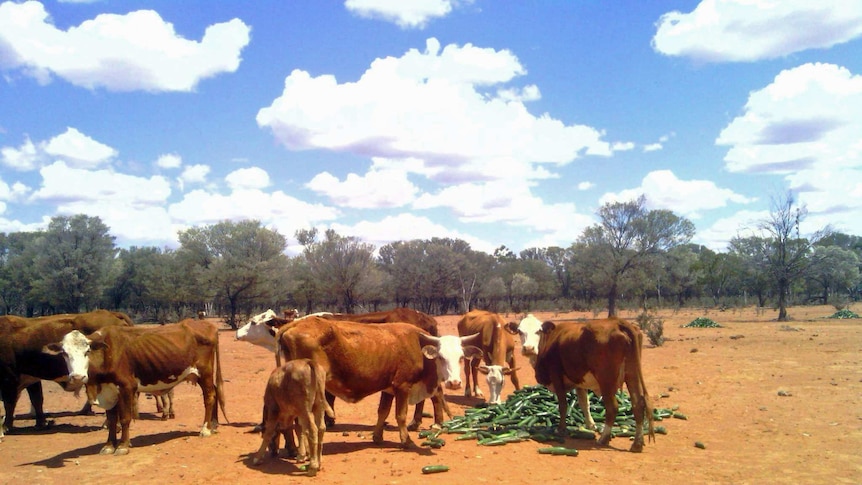 Cattle eating zucchinis in a paddock near Charleville in south west Queensland.