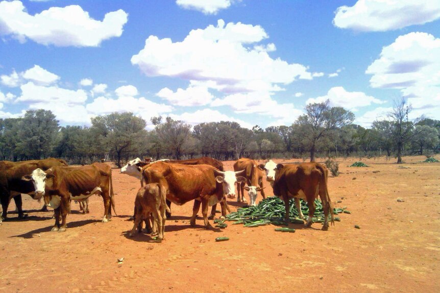 Cattle eating zucchinis in a paddock near Charleville in south west Queensland.