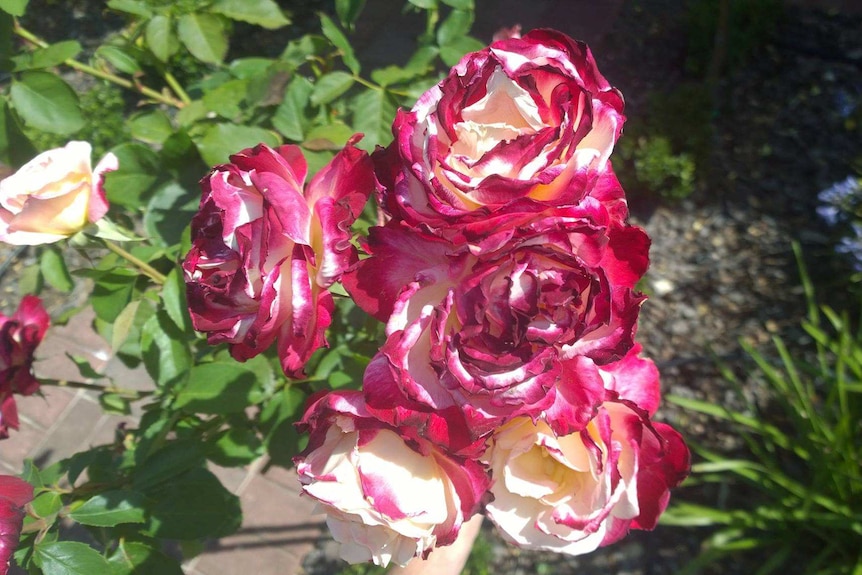 Roses in a garden dry out in the sunlight.