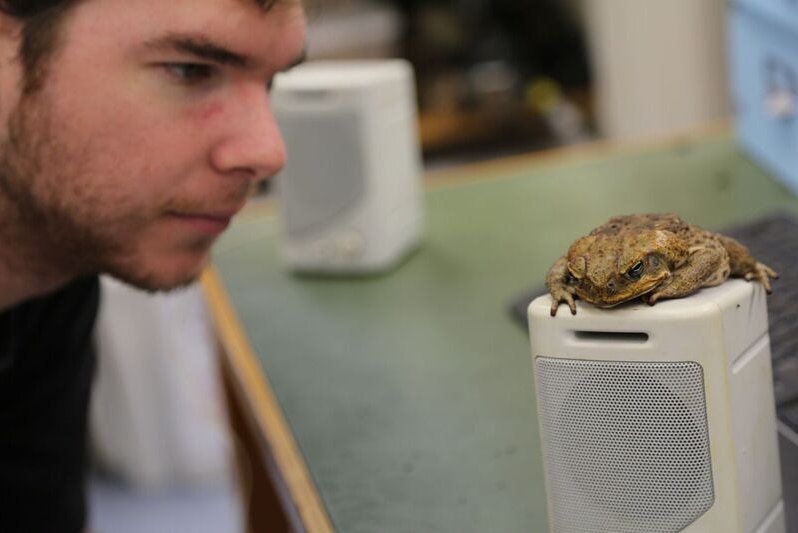 A toad sits on a speaker as researcher Mr Muller watches on.