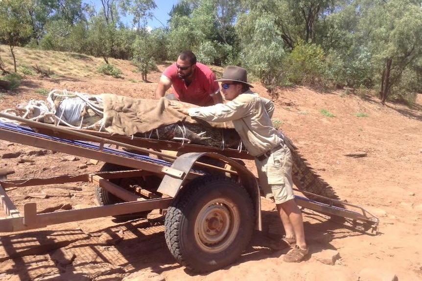 two men loading a crocodile onto a trailer