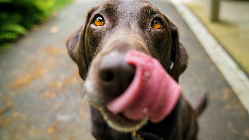 A brown dog looks up and licks its lips as it sits on a footpath.