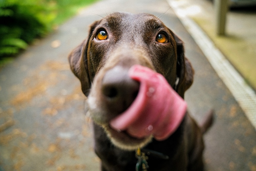 A brown dog looks up and licks its lips as it sits on a footpath.