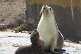 Two sea lions sit next to each other. Their noses are pointed into the air