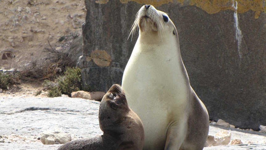Two sea lions sit next to each other. Their noses are pointed into the air