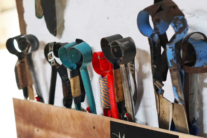 Old-fashioned blade shears of different colours and sizes in a wooden shelf.