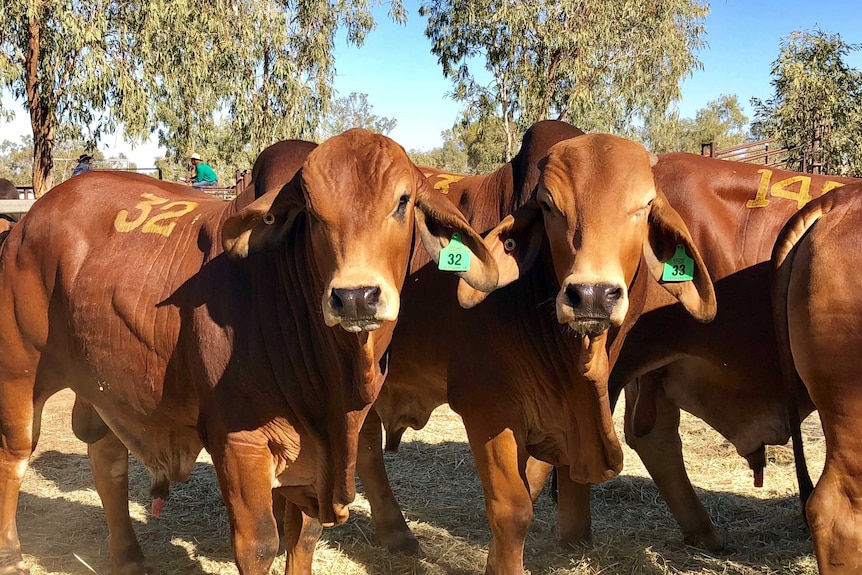 Two bulls in cattle yards