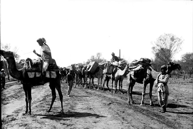 Black and white photo of camels and Afghan cameleers.