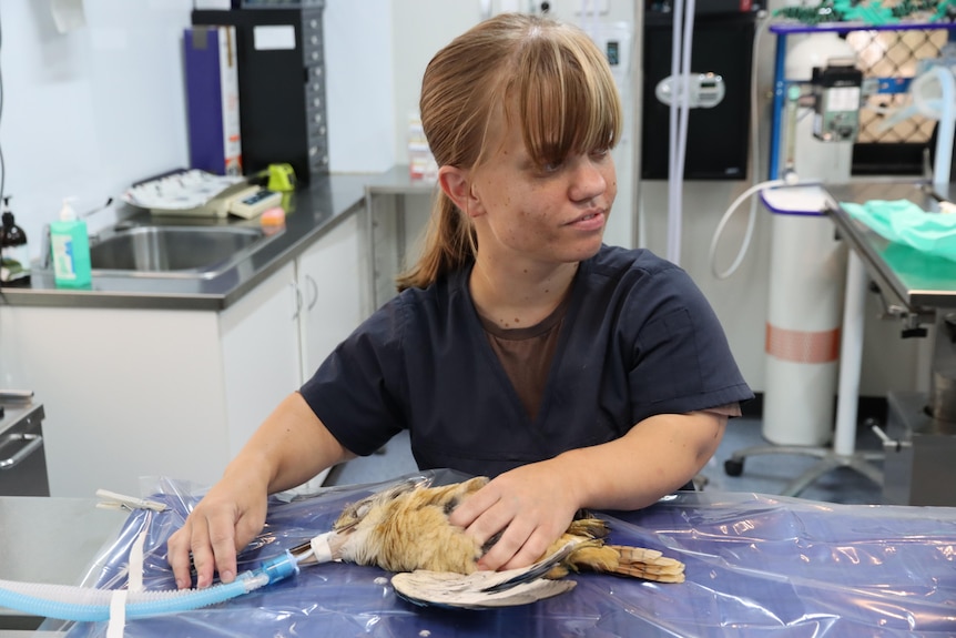 A young woman holding a kookaburra on a vet bed, with an oxygen mask over its beak