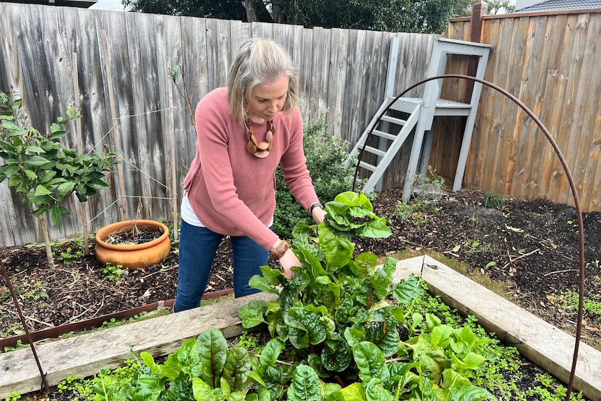 Caroline Hewson is dressed in a pink jumper and jeans as she picks lettuce from a planter box.