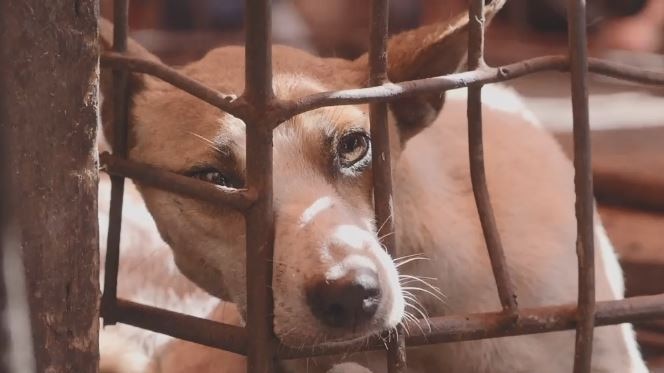 Dog looks through the bars of a cage.