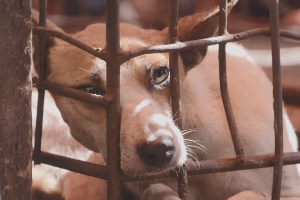 Dog looks through the bars of a cage.