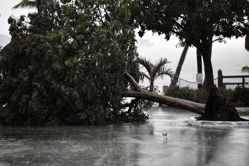 A tree lies in a marina parking lot in Florida after being downed by Tropical Storm Isaac.