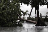 A tree lies in a marina parking lot in Florida after being downed by Tropical Storm Isaac.