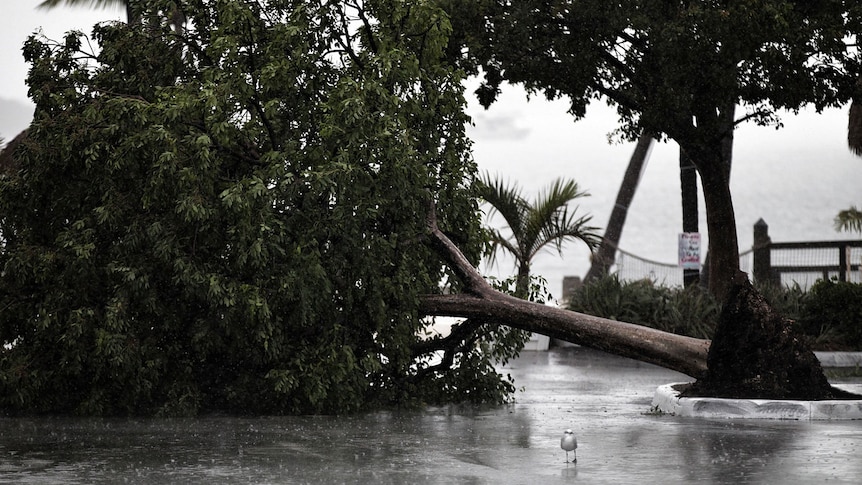 A tree lies in a marina parking lot in Florida after being downed by Tropical Storm Isaac.