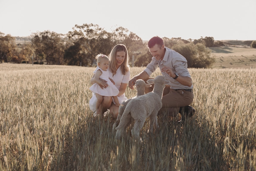 A blonde baby, with a blonde lady, Alex and salt and pepper haired Mark, interact with lambs in the golden light on their farm.