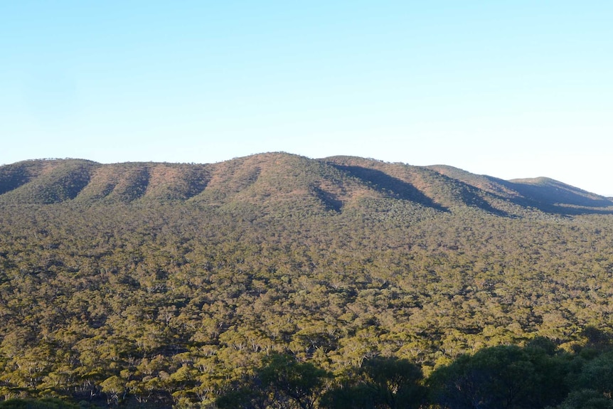 Trees on flat land leading up to a mountain range.