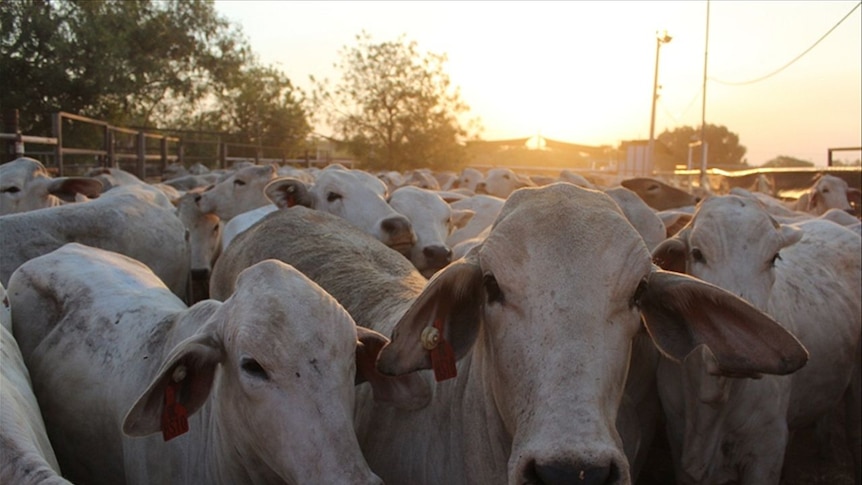 Brahman cattle