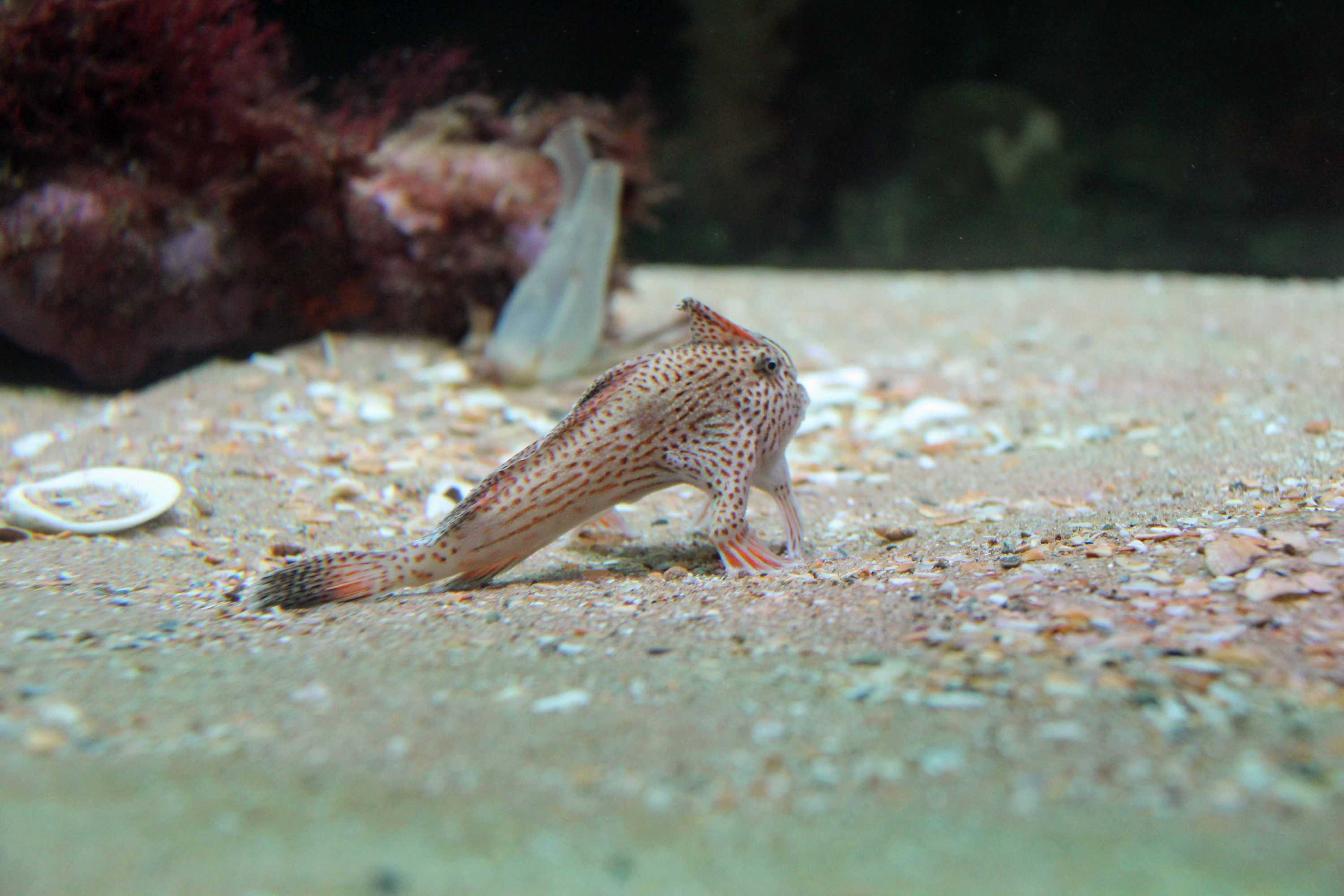 Derwent River spotted handfish