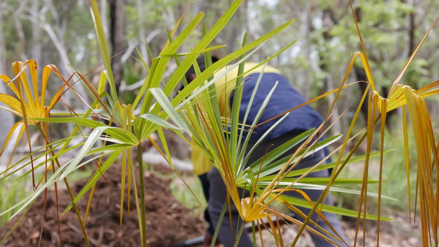 Behind leaves, a young man wearing a fluorescent work shirt stands over a pile of mulch with a shovel. 