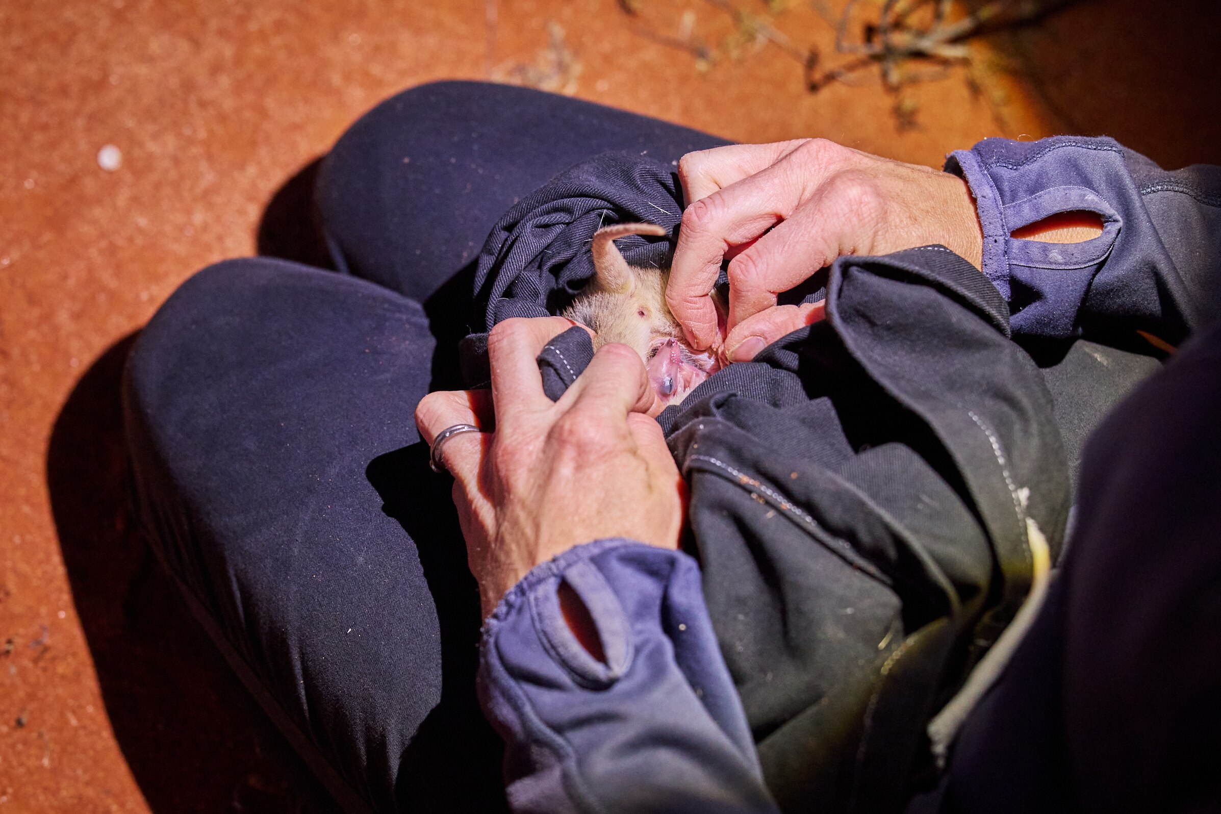 A woman inspecting the pouch of a bandicoot for babies. 
