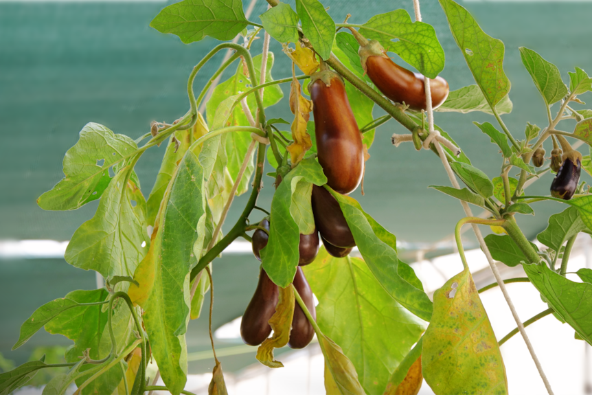 Eggplants in a greenhouse