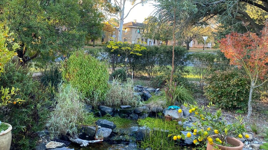 Sarah Reid's garden as of 2024
