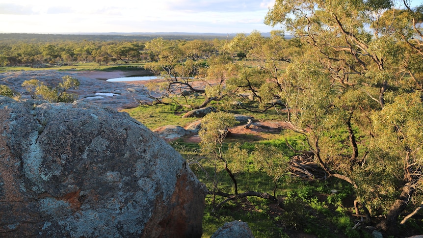 A watering hole surrounded by green grass and trees on Buckleboo Station. 