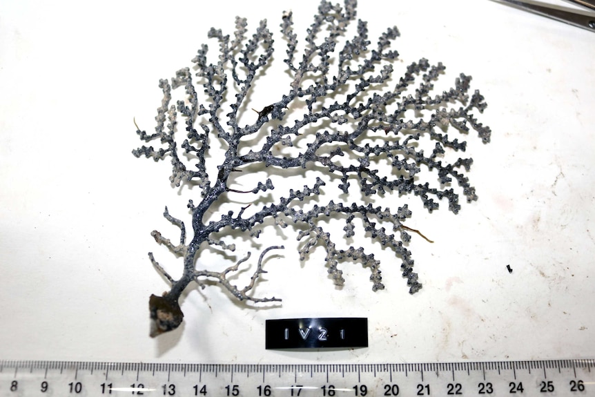 A coral branch sits on a desk next to a ruler.